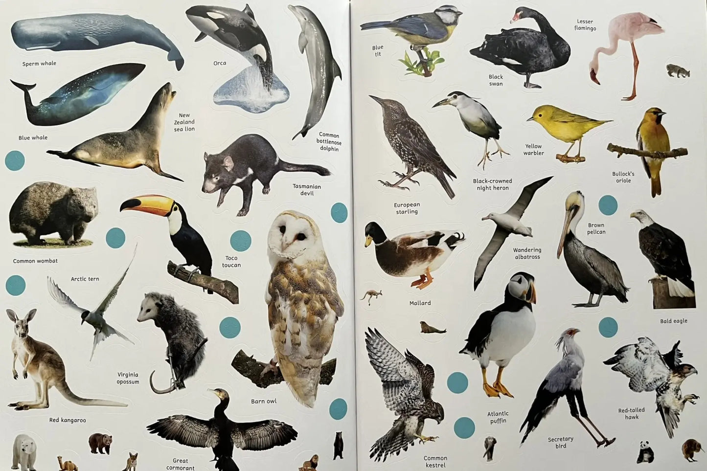 Sticker Encyclopedia Animals