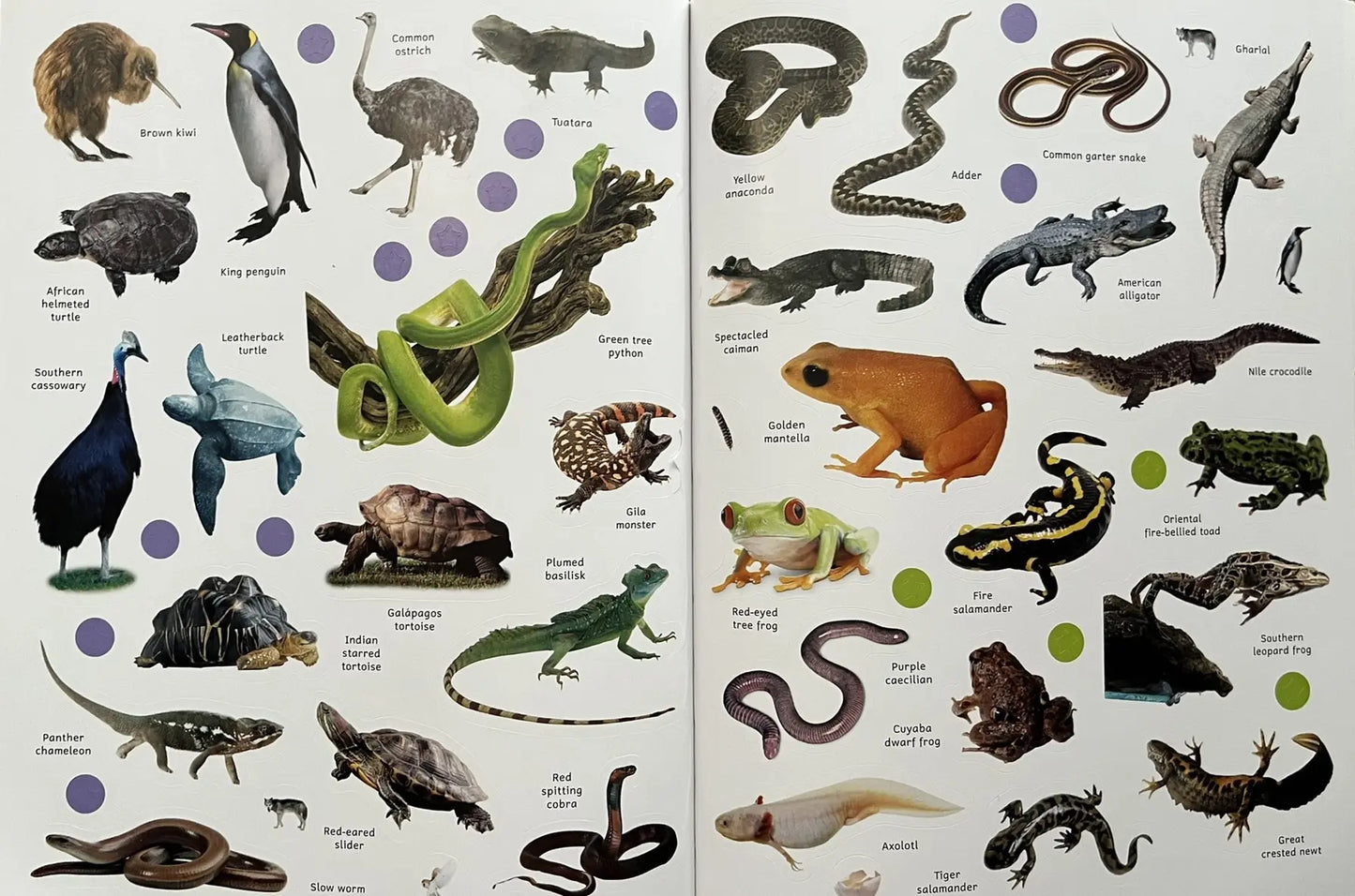 Sticker Encyclopedia Animals