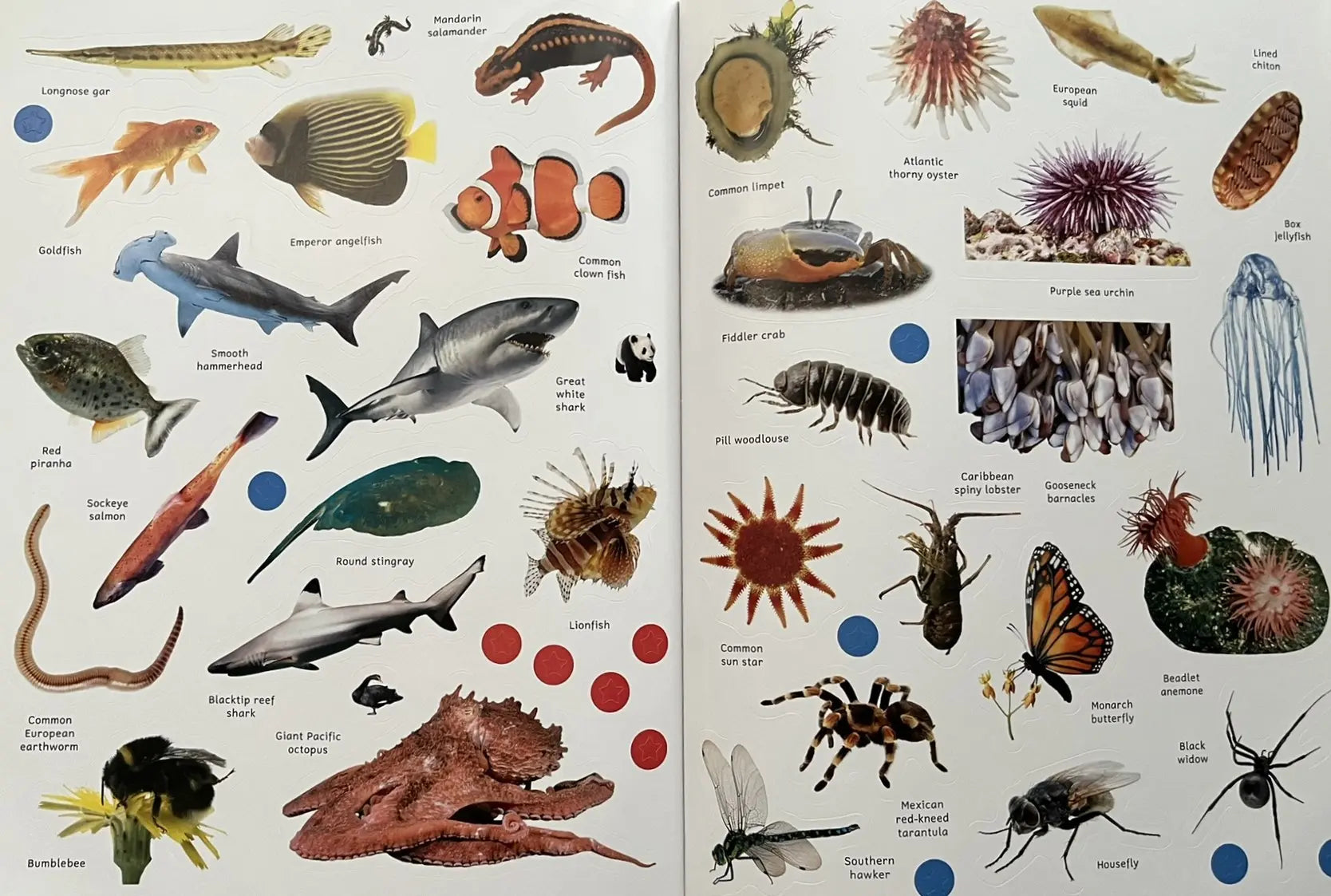 Sticker Encyclopedia Animals