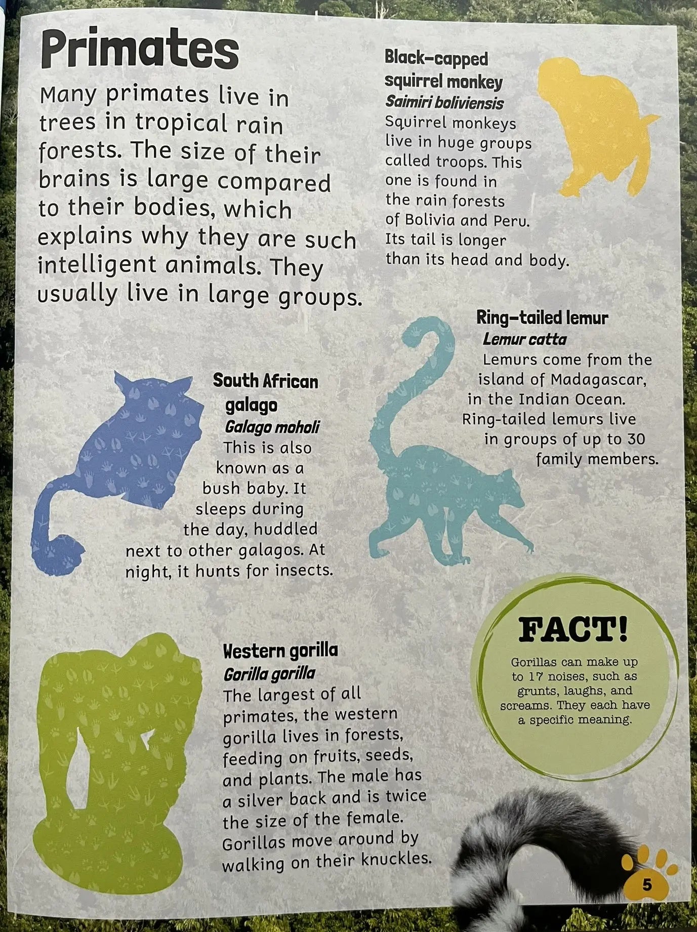 Sticker Encyclopedia Animals