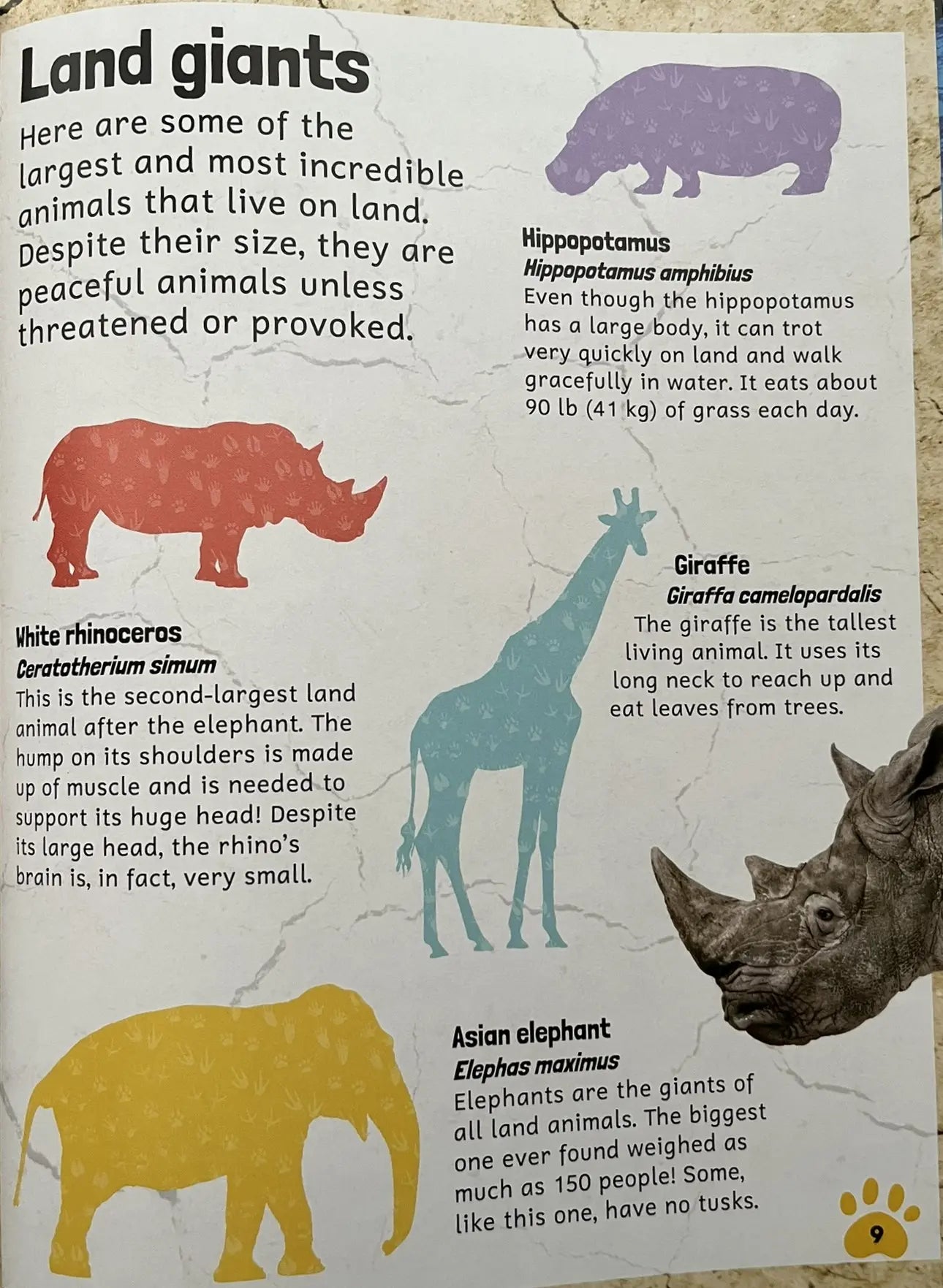 Sticker Encyclopedia Animals