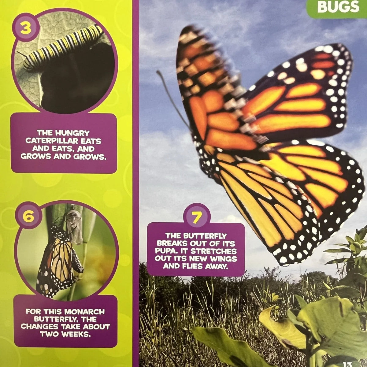 National Geographic Little Kids First Big Book of Bugs - MakoStars Online Store