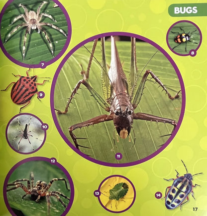 National Geographic Little Kids First Big Book of Bugs - MakoStars Online Store